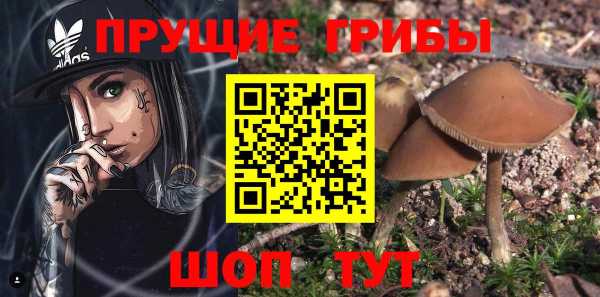 Карпинск  Псилоцибиновые грибы Magic Shrooms  купить  цена  Вход с VPN  Галлюциногенные грибы Magic Shrooms 